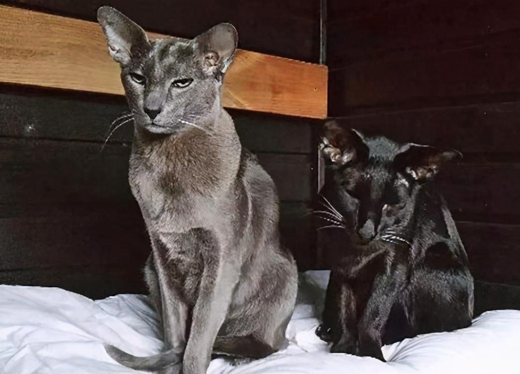 最值得推荐的猫咪,最值得养的猫咪
