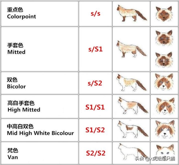 布偶猫繁育颜色,布偶猫如何繁育最好的品相