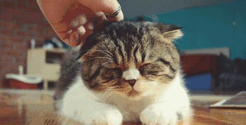 猫咪为啥挠痒受伤,猫咪为啥老是挠嘴巴