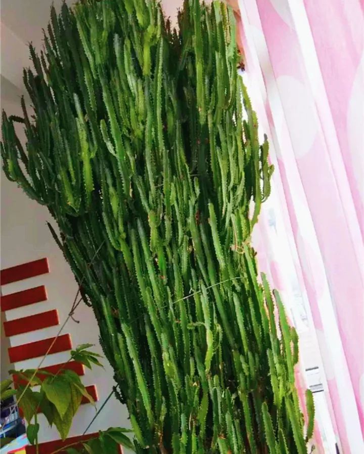 什么花放在家里最好看最实用,放家里风水好又好养的花有哪些