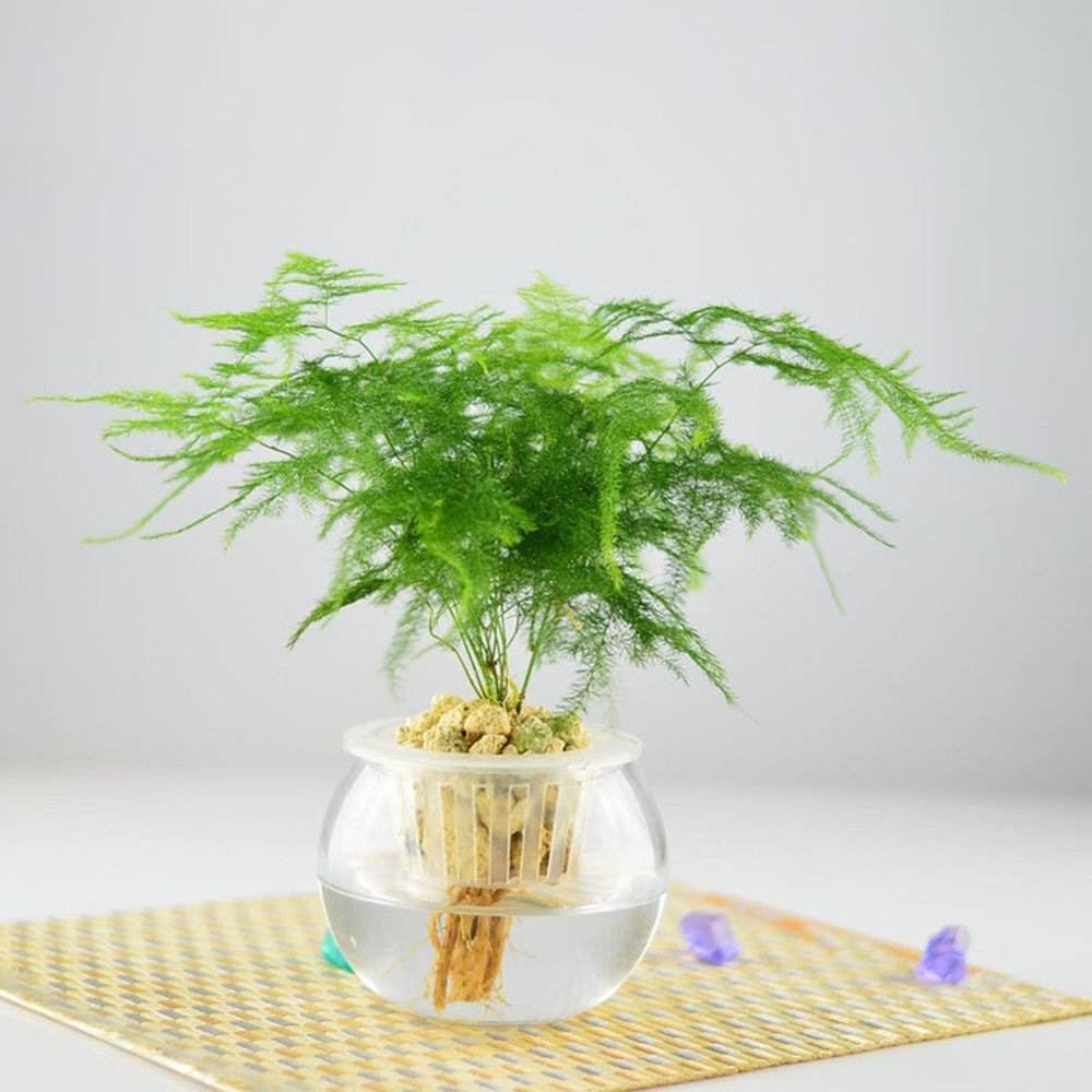 100种绿植大全,50种盆栽绿植花卉大全