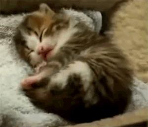 为什么猫咪半夜嚎叫,猫咪半夜嚎叫是什么原因