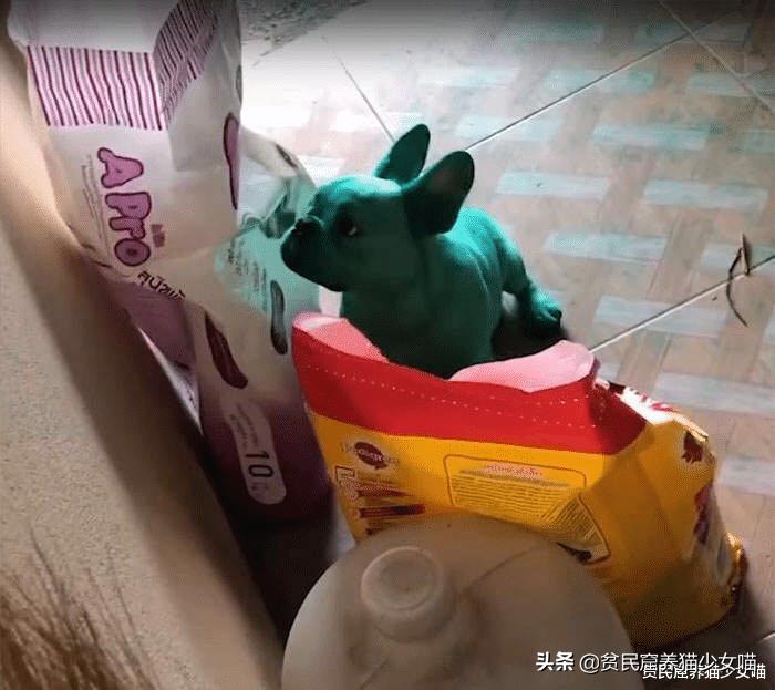 哎呀妈呀，法斗绿了，绿得好均匀，这就是宠物界的绿巨人？