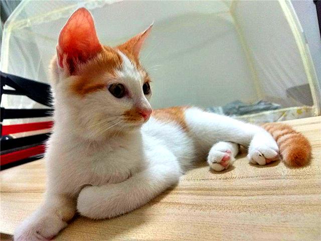 猫咪晚上看不见主人吗,猫咪夜晚看不见能找到吃的吗