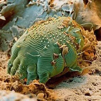 狗狗身上出红疹，原因很多速就诊