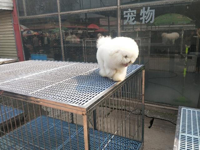 开封狗市抓狗视频,开封狗市拉布拉多和金毛的视频