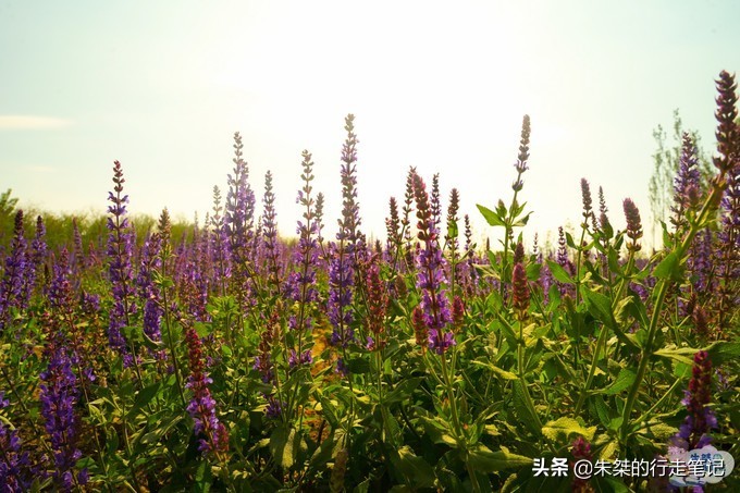 秦皇岛可以泡着玩的海滩,去秦皇岛必游的海滩