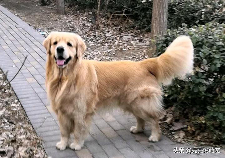 带金毛出去要栓绳吗,带金毛回家养