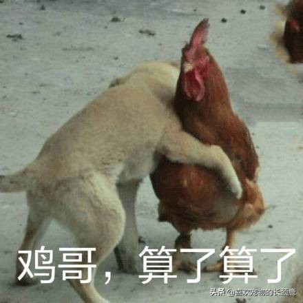 长得丑，火气大，价格昂贵，还不好吃，也许这就是火*吧鸡**