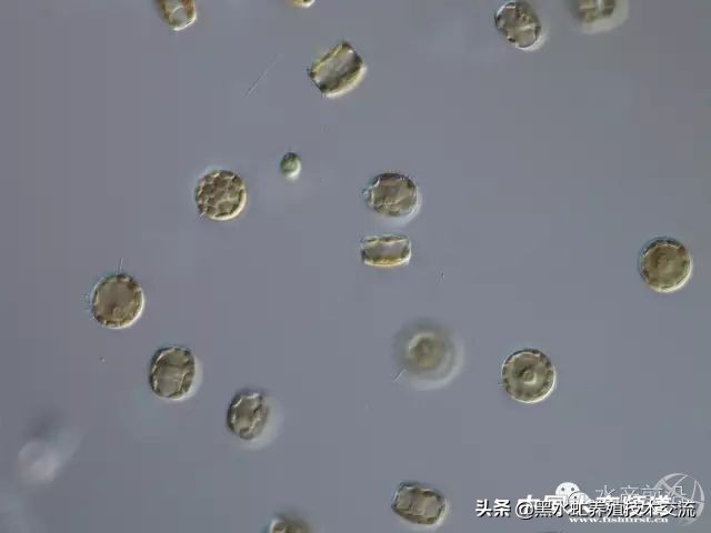 水产藻类大全图片,水产藻类知识大全