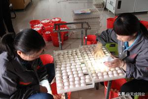 怎么提高鸽子的产蛋质量,人工孵化肉鸽的步骤