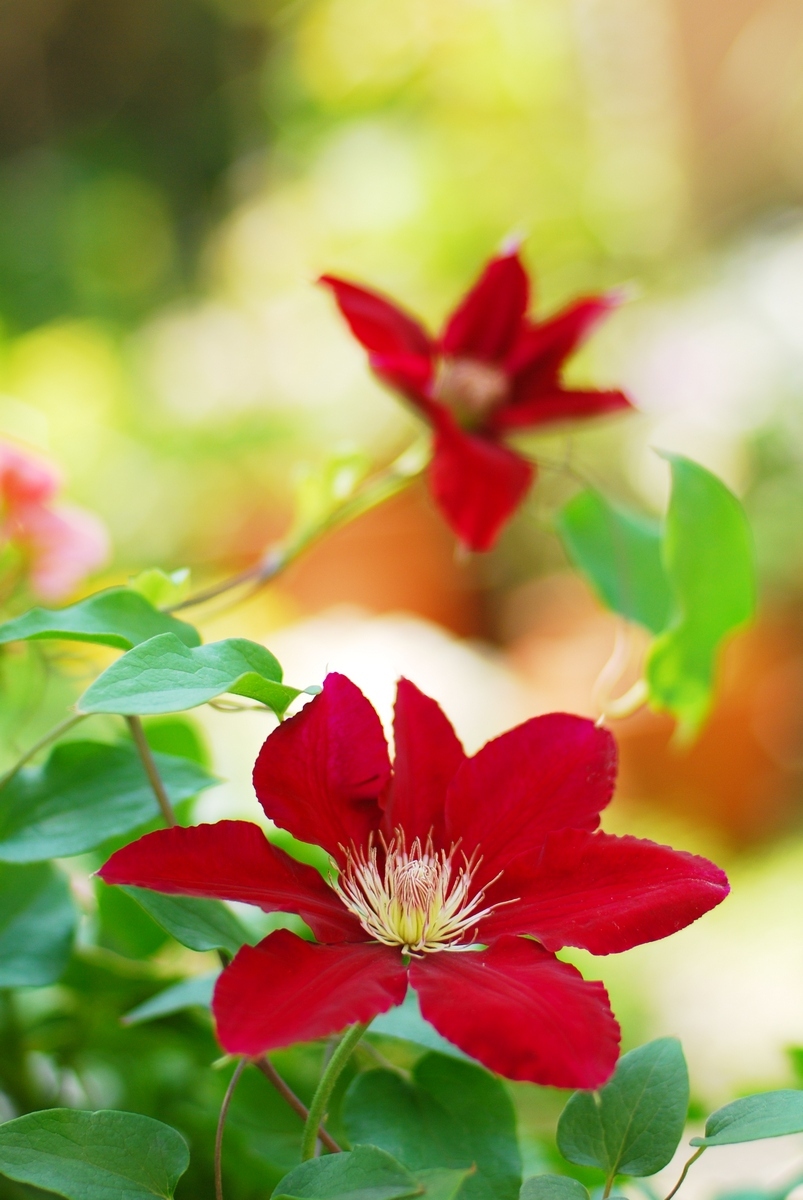 铁线莲卖家推荐,推荐靠谱的铁线莲店铺