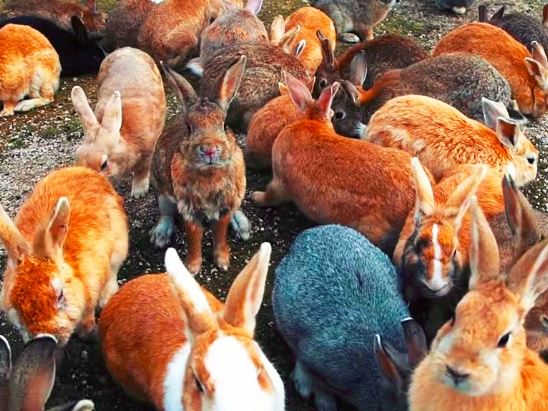 澳洲野兔100亿只最后怎么解决的,澳洲野兔成灾成灾真相大揭秘