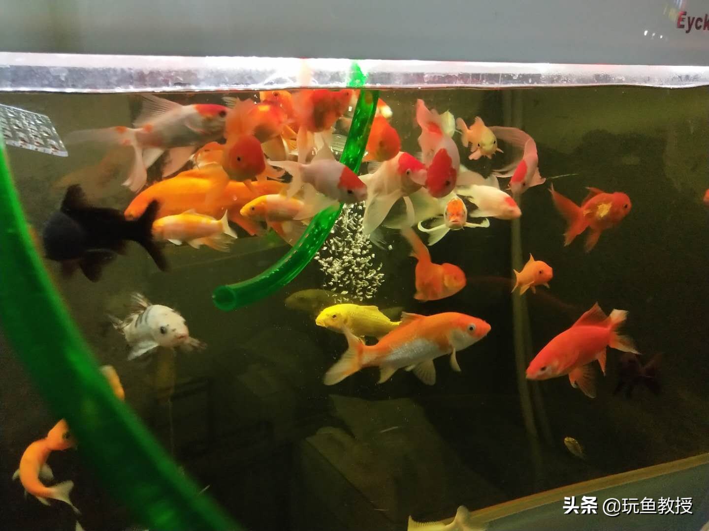 养锦鲤鱼缸里可以养水草吗,养锦鲤小条养还是大条养好