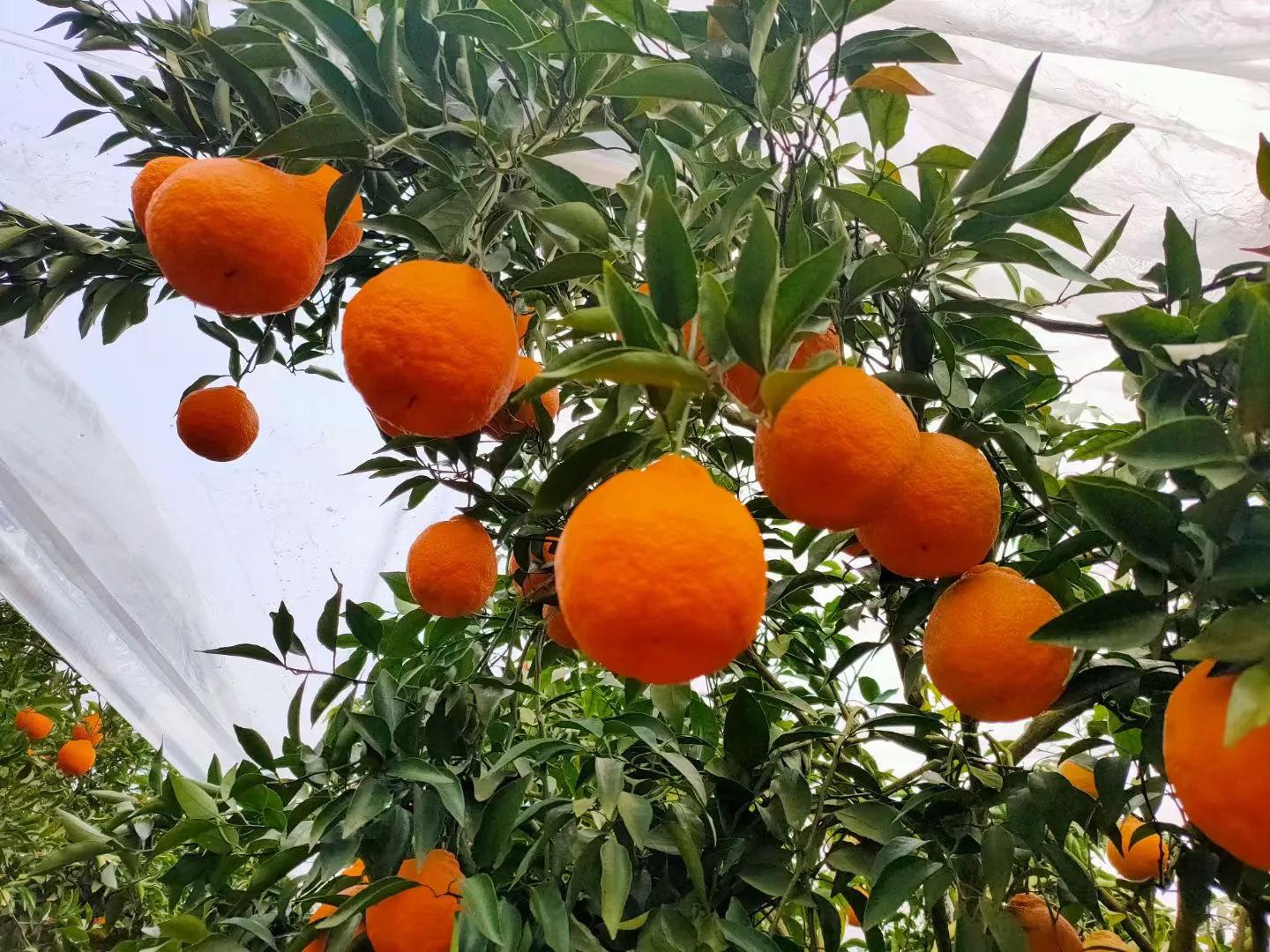 果树怎么打药防治害虫,果树害虫生物防治法