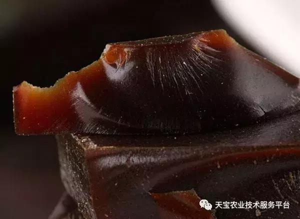 想种药材不知道怎么卖,300亩种什么药材好呢