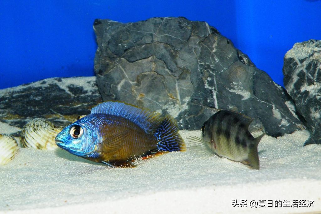 回忆三湖,三湖慈鲷纪念