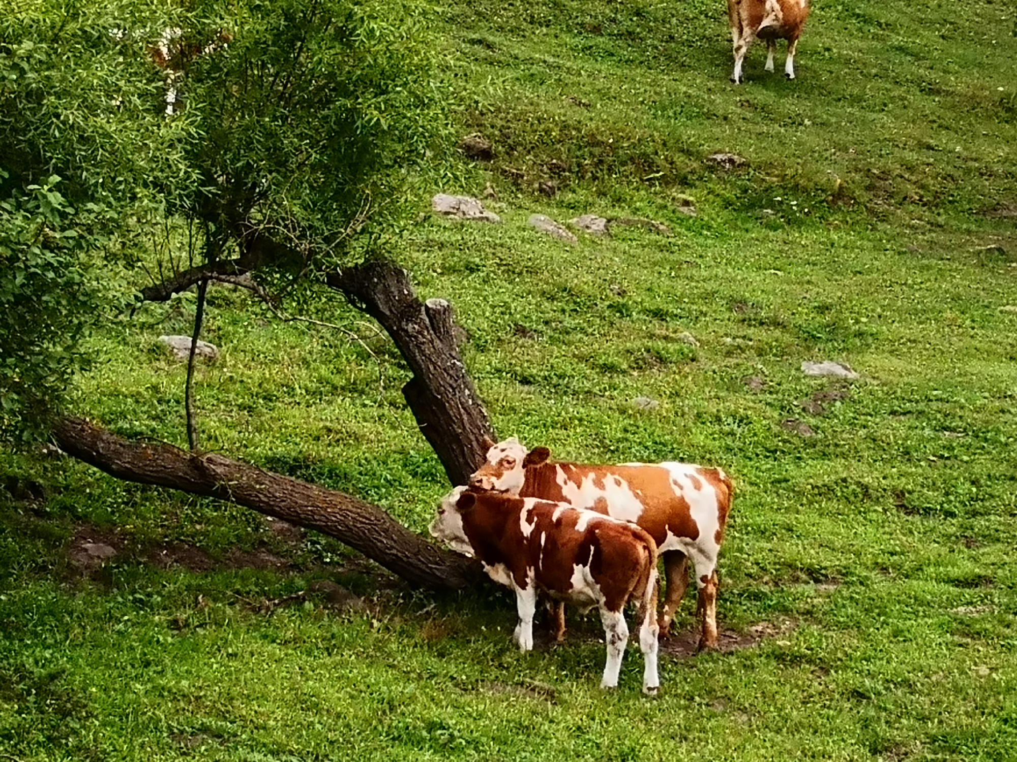 红松洼和乌兰布统哪个好,乌兰布统坝上草原旅游攻略