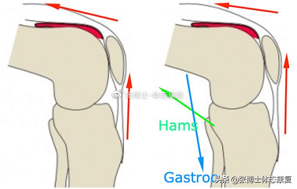 「译文分享」深蹲时你在用足跟发力吗？