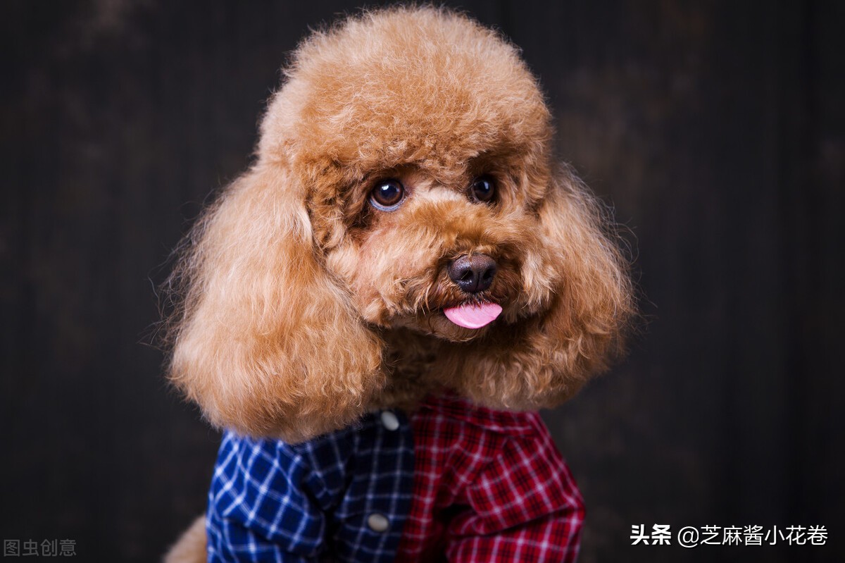 泰迪被人讨厌的原因,很讨厌泰迪什么原因