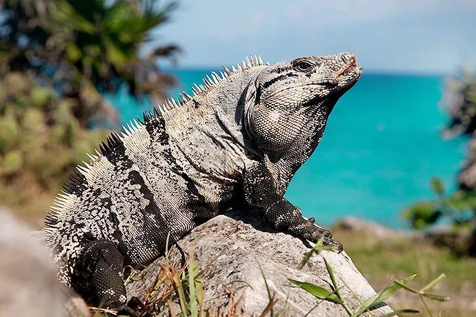 玛雅金字塔历史遗迹,玛雅人金字塔遗迹