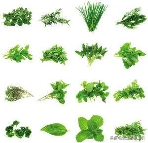 健康好吃的野菜种植,农村野菜种植项目能赚钱吗