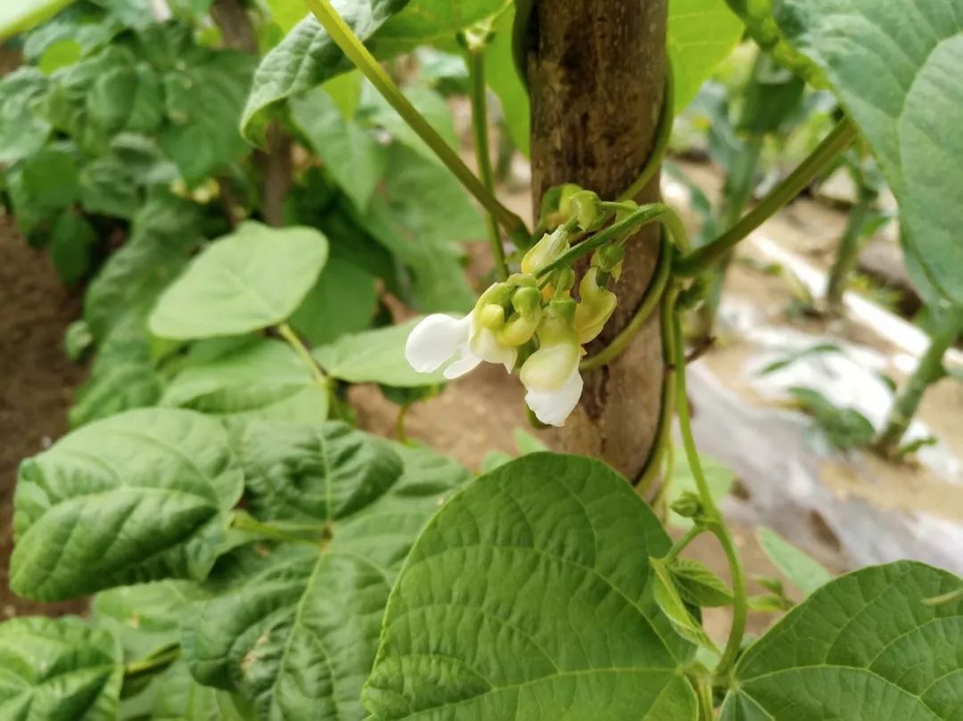 阳台种芸豆,什么芸豆适合阳台上种植