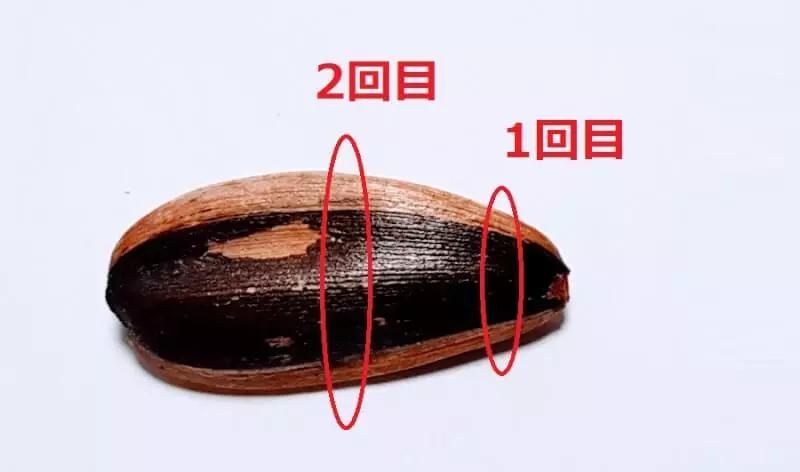 纳尼？为什么日本人不会嗑瓜子？看到中国人单手“吃”惊呆！