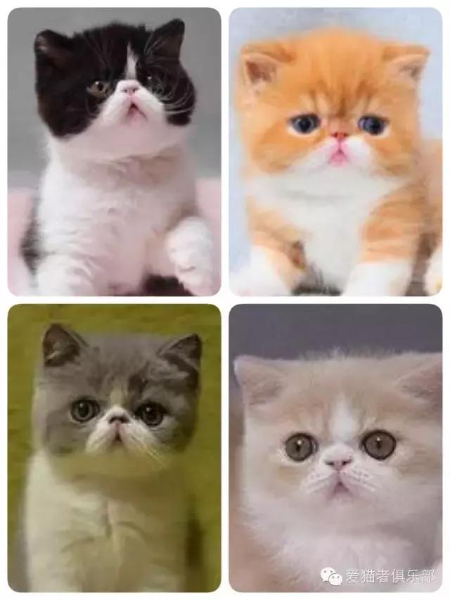 加菲猫的品种怎么分类图片,红虎斑加菲猫和什么花色配