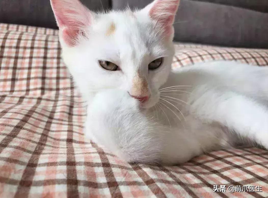 领养一只猫真的很难吗,领养很难