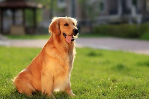 戈赞狗粮的优缺点,罗威纳狗狗后腿神经受损如何恢复