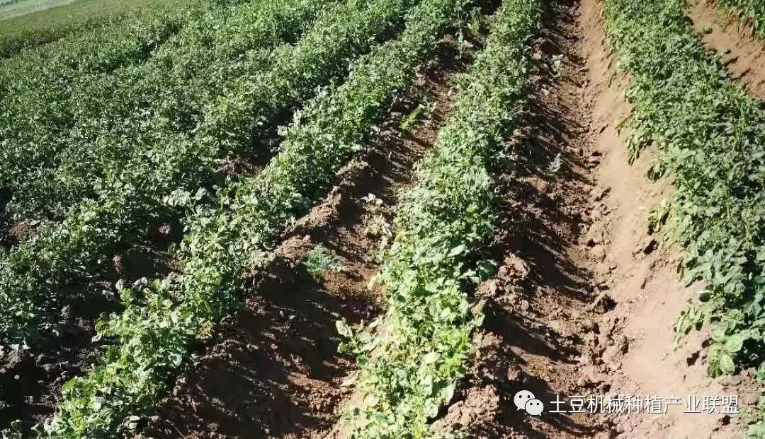 灭草松除草剂对马铃薯药害,马铃薯药害的一般症状图片