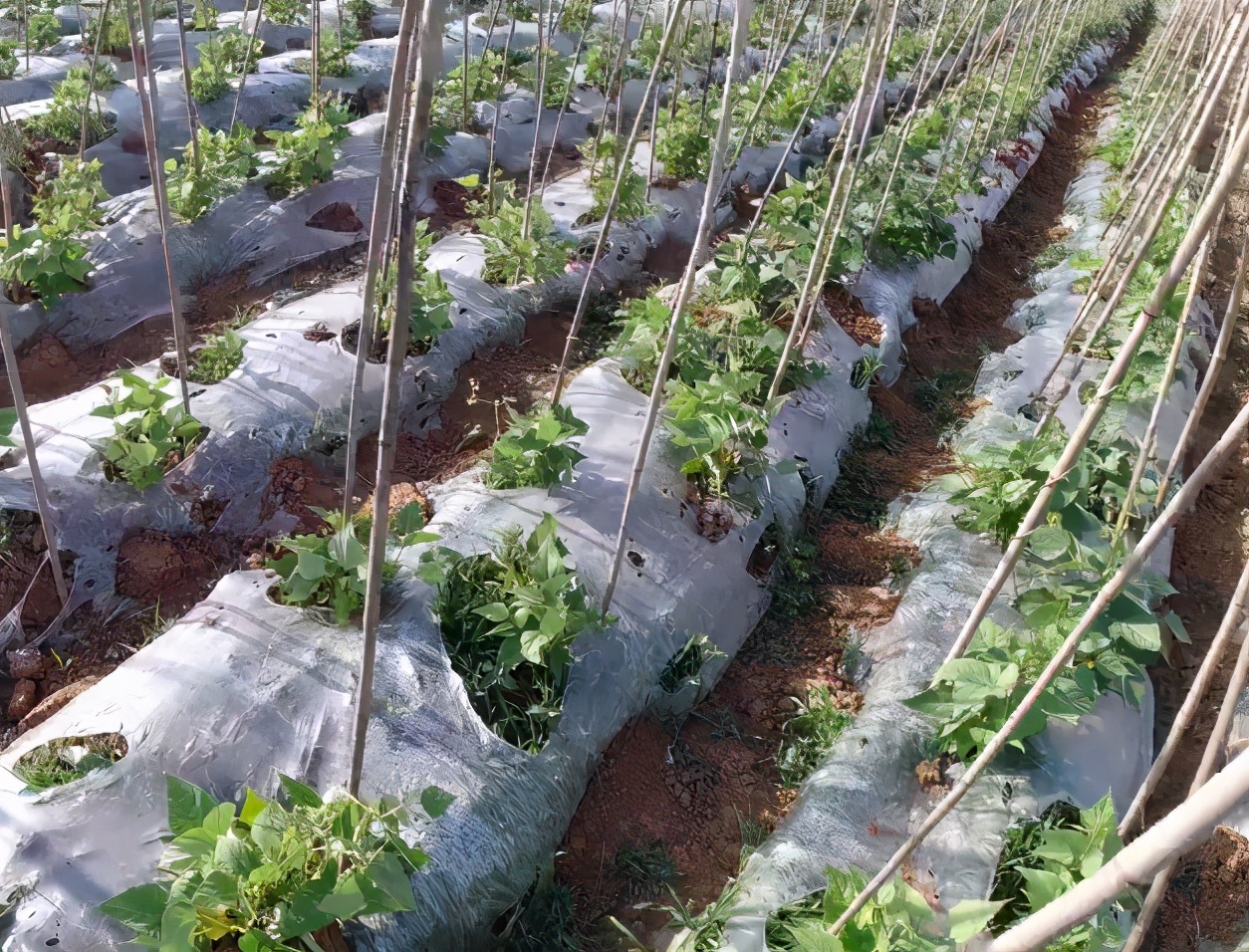 种豆角用了尿素怎么办,豆角地里用高氮肥好不好