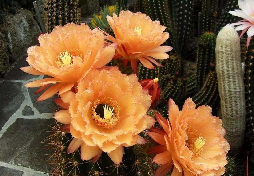 100种仙人球的品种视频,仙人球100种图片高清大图