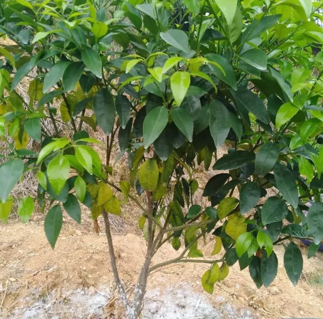 柑橘树浇灌粪水后烂根如何补救,柑橘叶子黄了是什么病