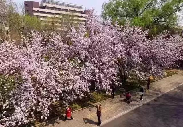 天津赏花好玩的公园,天津东丽湖哪里可以赏花
