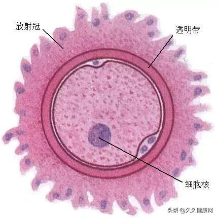 胚胎移植成功后有哪些关注事项,胚胎移植后的常见症状是什么