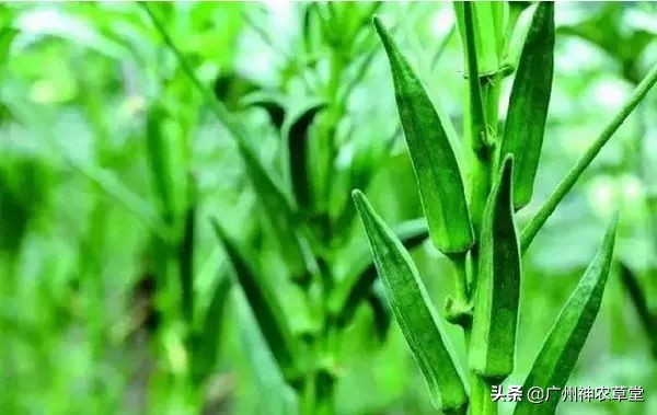 秋葵和曼陀罗长得像吗,如何辨别曼陀罗和龙葵