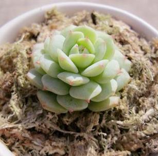 新手最适合养这三种多肉植物,如何养多肉才能高产又好看