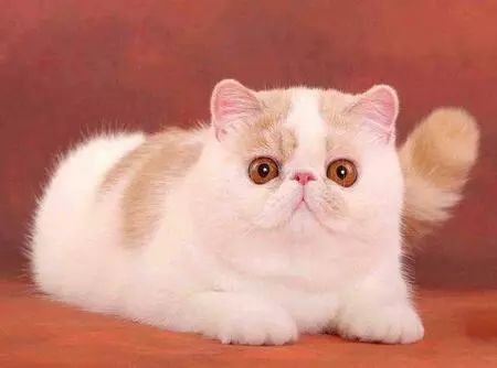 母猫太小暂时不想繁殖怎么办,家里有小母猫怎么处理