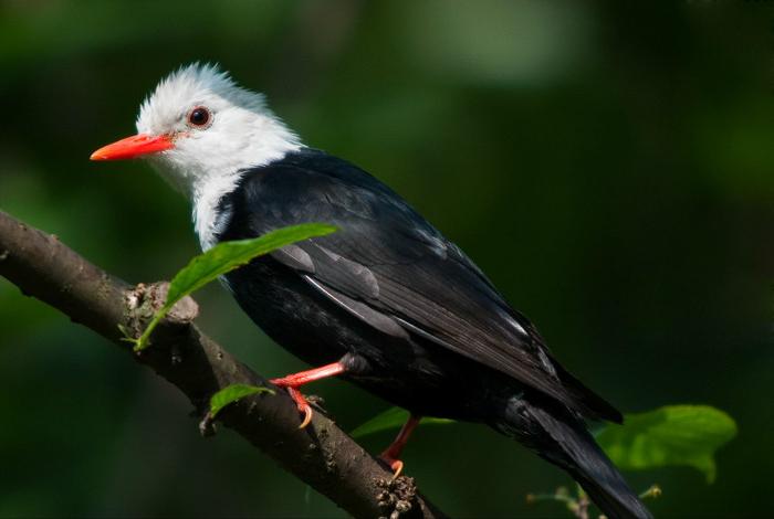东江揽胜,惠州淡水常见鸟类图谱