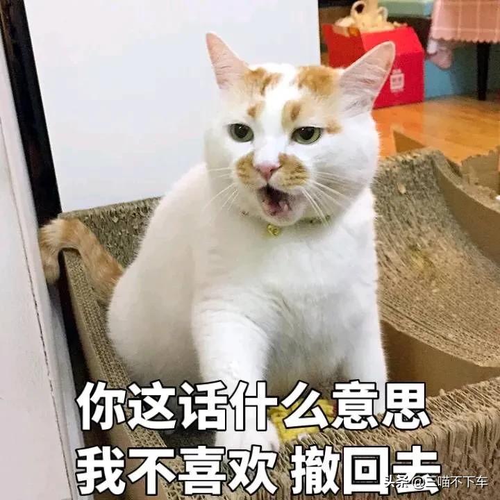 怎么让猫咪舔主人的手,怎样让猫咪舔你的手