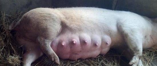 母猪分娩手法详解猪友实战分享,母猪产房容易遇见的难题