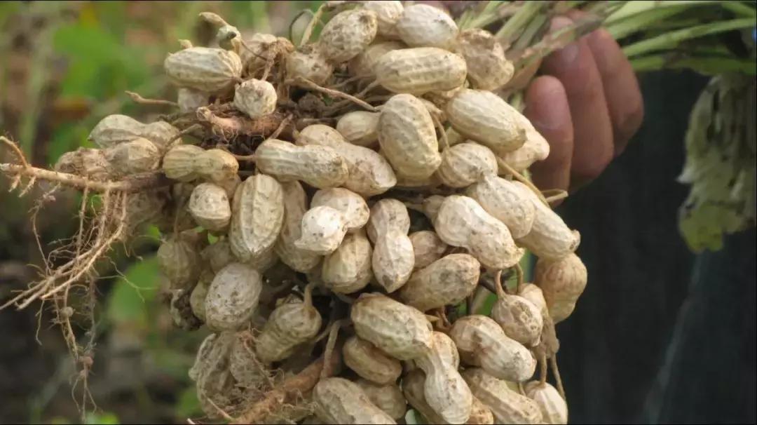 花生为什么叫番豆,花生豆为何叫花生米