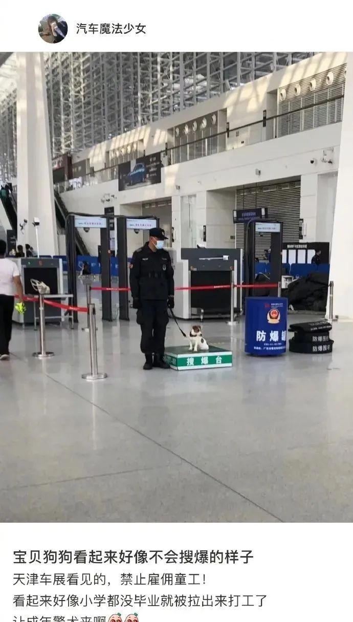 白猫头上一撮黑毛而且很凶,当猫戴上了金箍