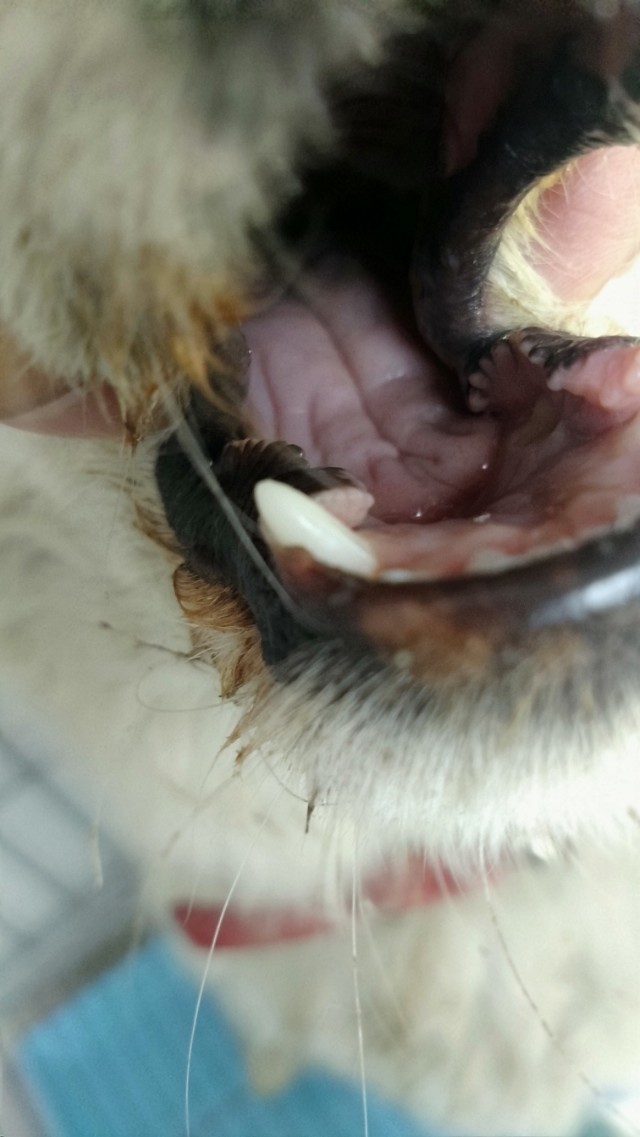 香砂六君子汤调理脾胃多久见效,香砂六君子汤与补中益气汤