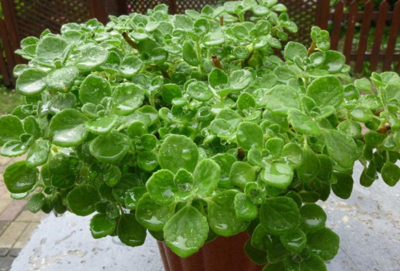 夏天碰碰香怎么浇水才让它长得好,碰碰香开花吗有什么功效