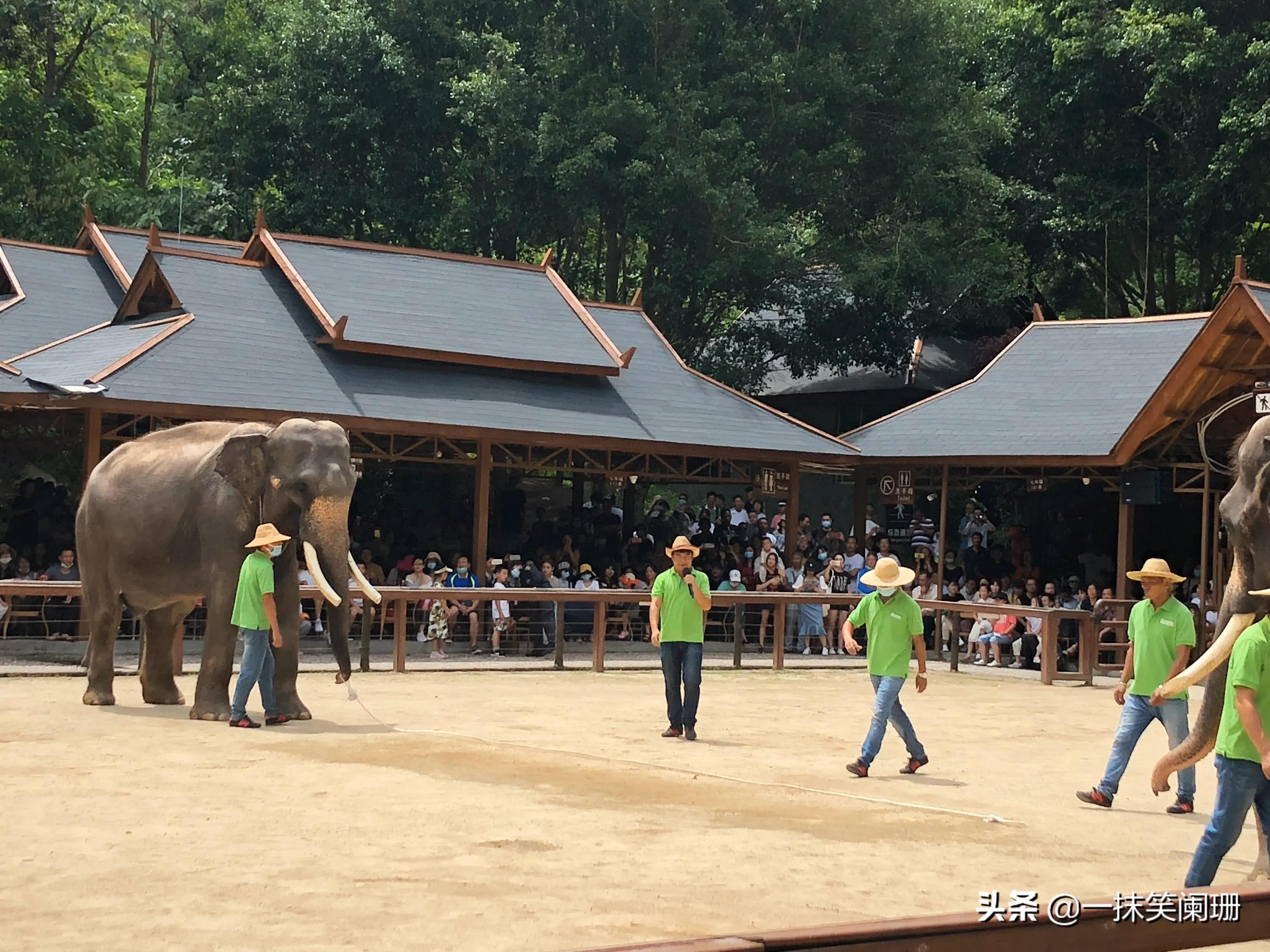西双版纳野象谷大象打架,西双版纳野象谷大象表演什么项目