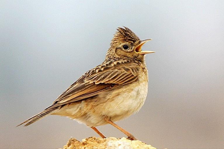 东江揽胜,惠州淡水常见鸟类图谱