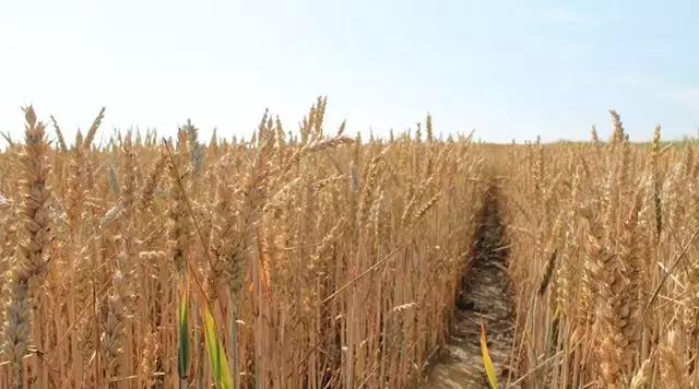 托市小麦最新政策,地区小麦收购价